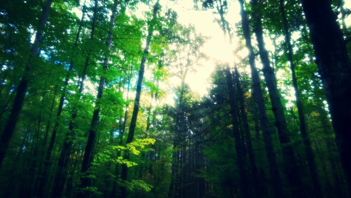 Money Doesn’t Grow on&nbsp;Trees