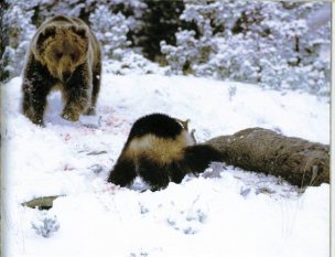 Wolverine vs Bear